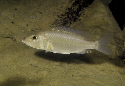 Sciaenochromis ahli 'Masimbwe Island'
